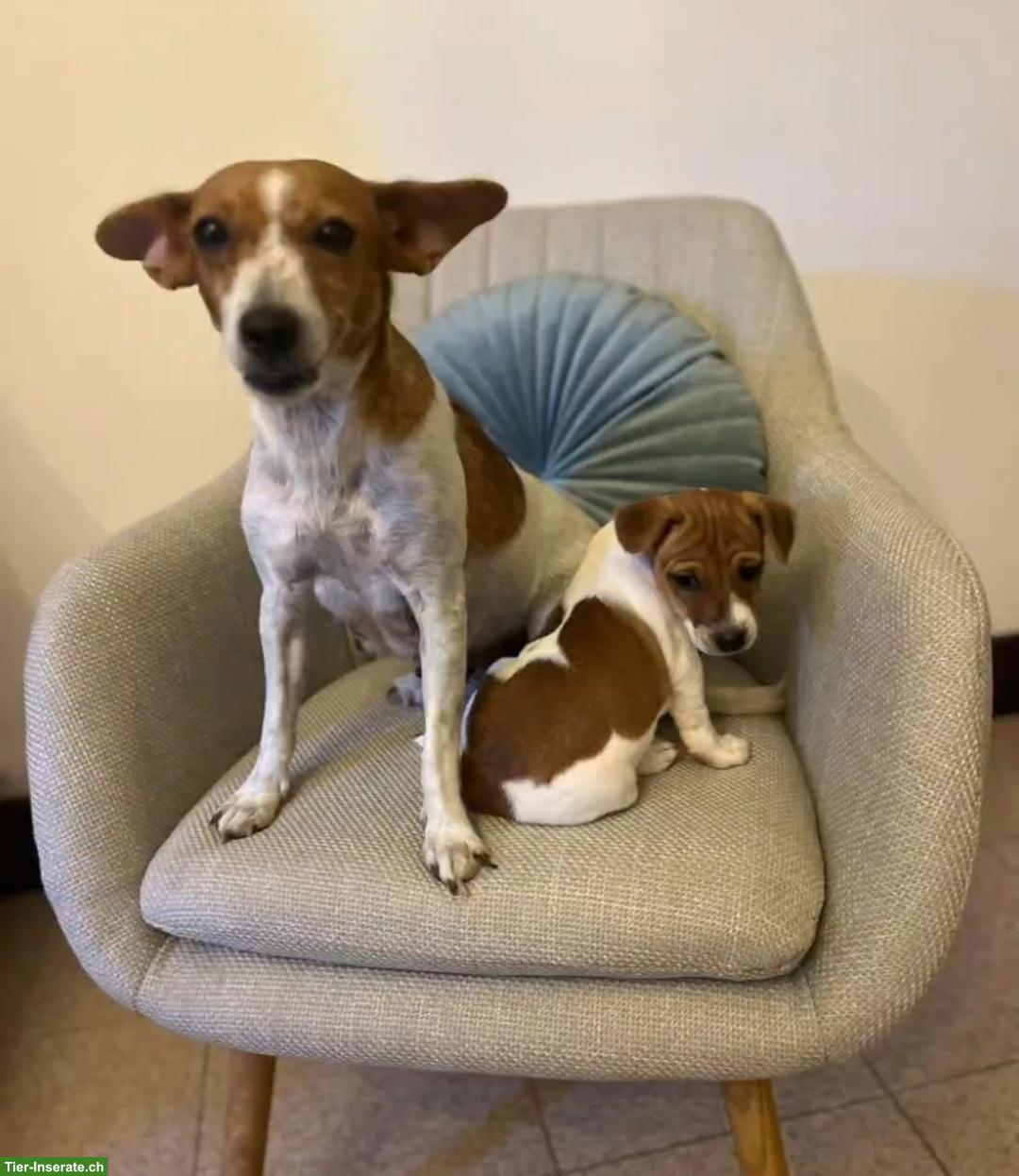 Bild 2: Hundemamma mit Welpen, Jack Russell Terrier Mix