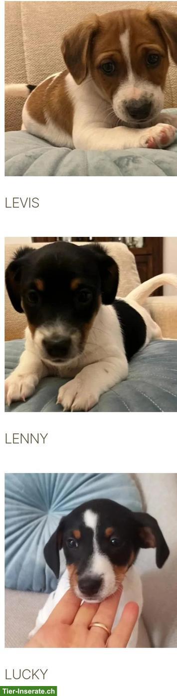 Bild 4: Hundemamma mit Welpen, Jack Russell Terrier Mix