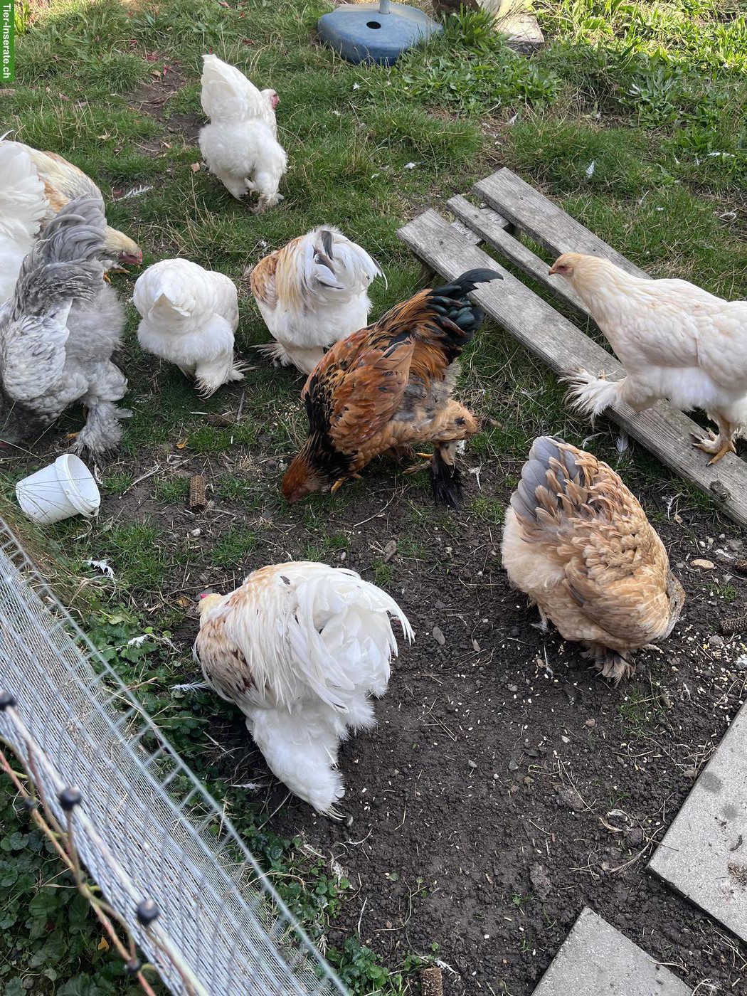 Brahma Hennen und Hähnen zu verkaufen