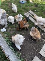 Brahma Hennen und Hähnen zu verkaufen