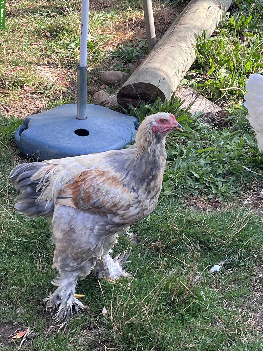 Bild 5: Brahma Hennen und Hähnen zu verkaufen