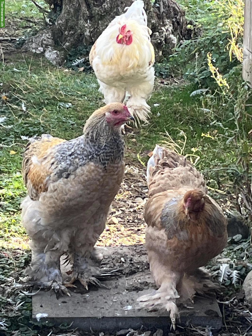 Bild 6: Brahma Hennen und Hähnen zu verkaufen