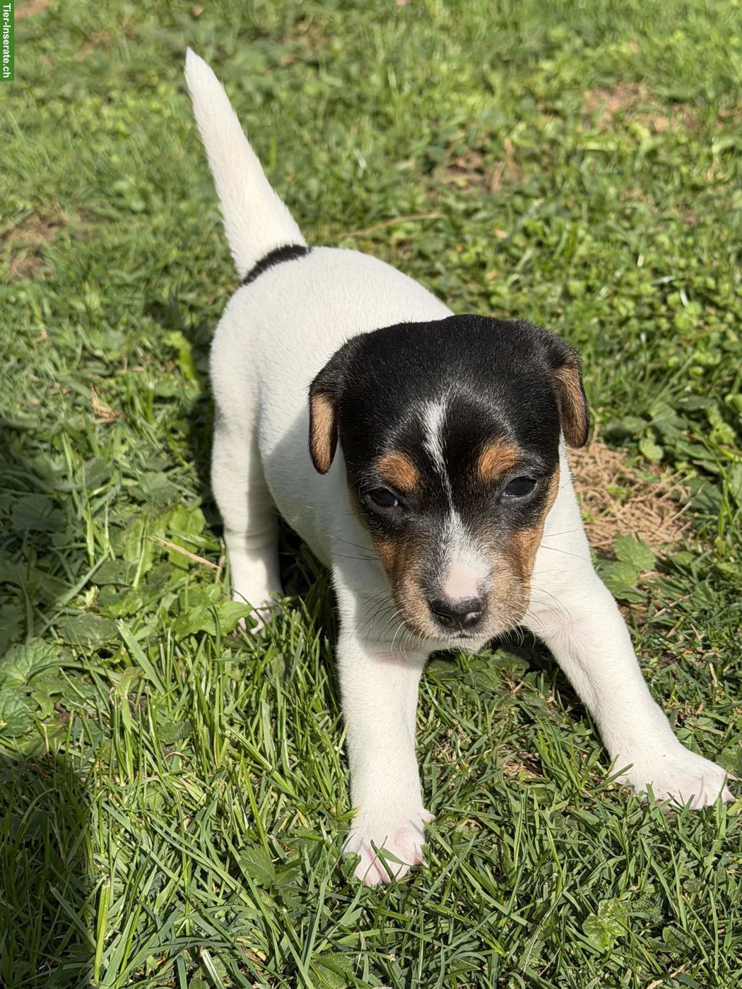 Zuckersüsse Jack Russell Terrier Welpen zu verkaufen