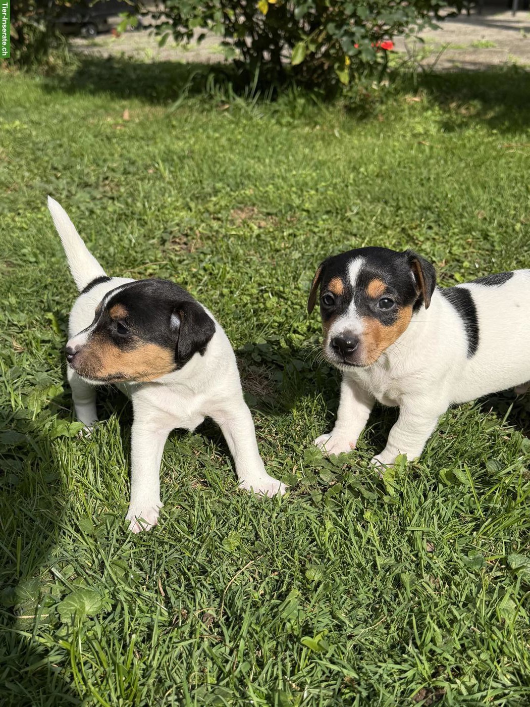 Bild 2: Zuckersüsse Jack Russell Terrier Welpen zu verkaufen