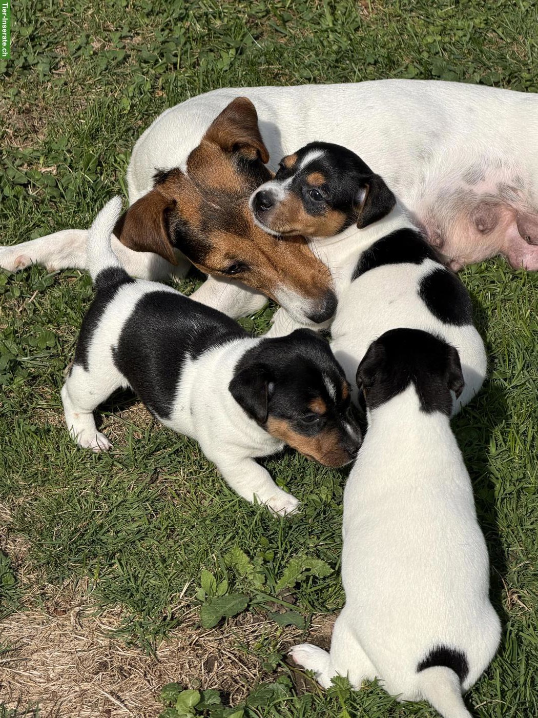 Bild 3: Zuckersüsse Jack Russell Terrier Welpen zu verkaufen
