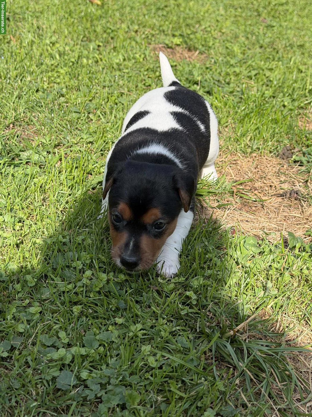 Bild 7: Zuckersüsse Jack Russell Terrier Welpen zu verkaufen