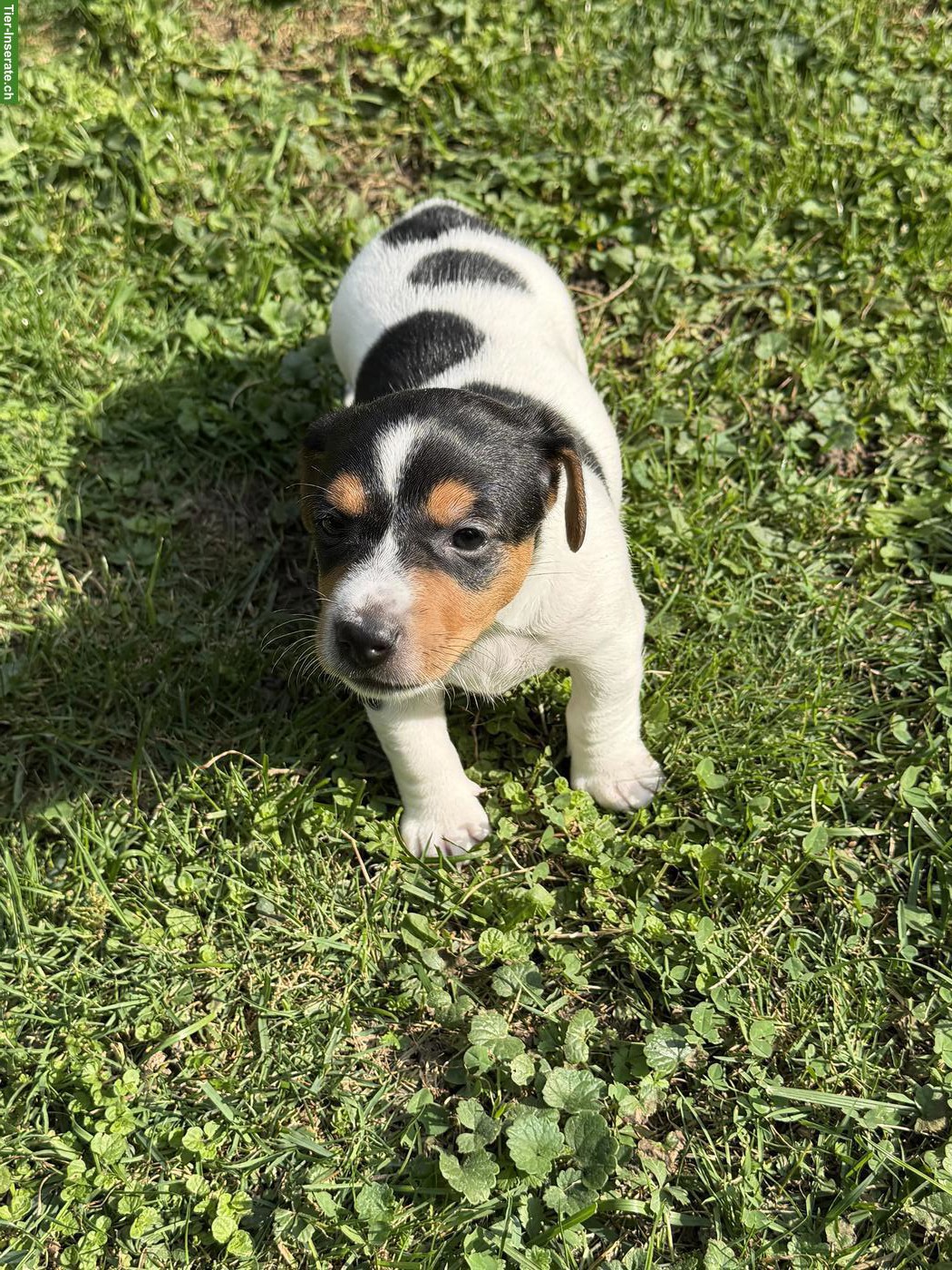 Bild 8: Zuckersüsse Jack Russell Terrier Welpen zu verkaufen