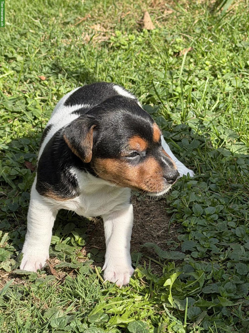 Bild 9: Zuckersüsse Jack Russell Terrier Welpen zu verkaufen