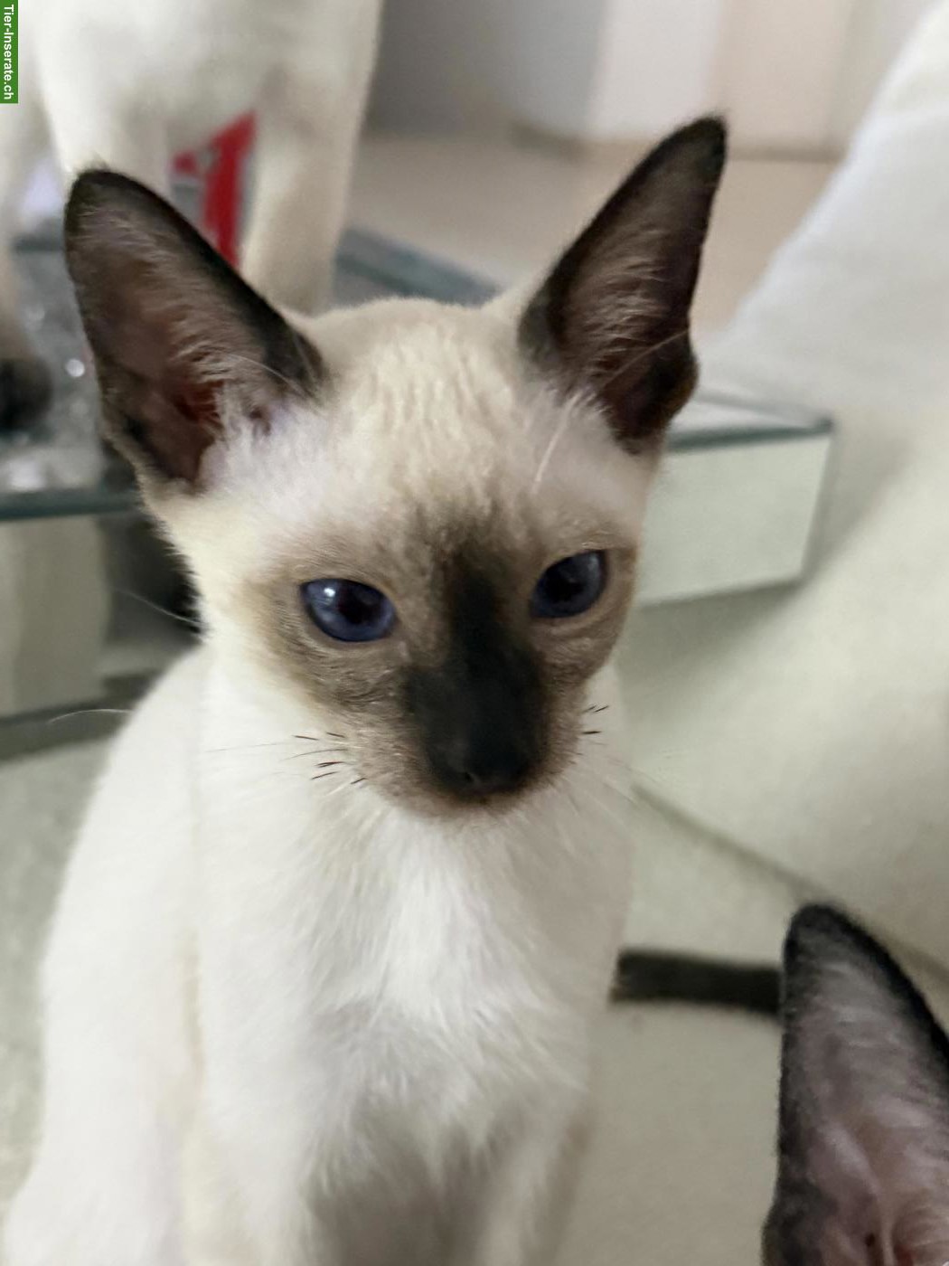 Reinrassiger Thai Kater / Kitten mit Stammbaum