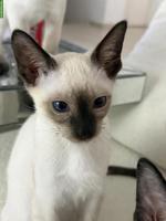 Reinrassiger Thai Kater / Kitten mit Stammbaum