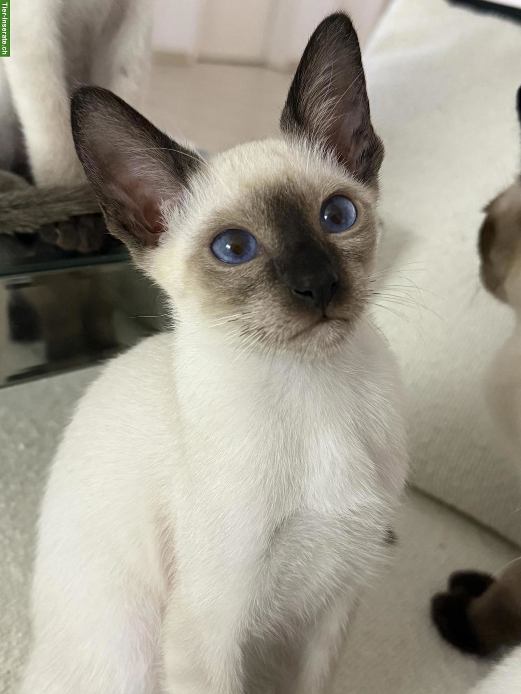 Bild 2: Reinrassiger Thai Kater / Kitten mit Stammbaum