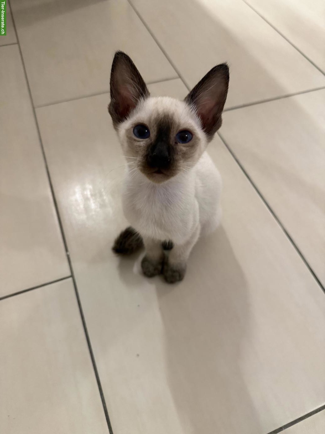 Bild 3: Reinrassiger Thai Kater / Kitten mit Stammbaum