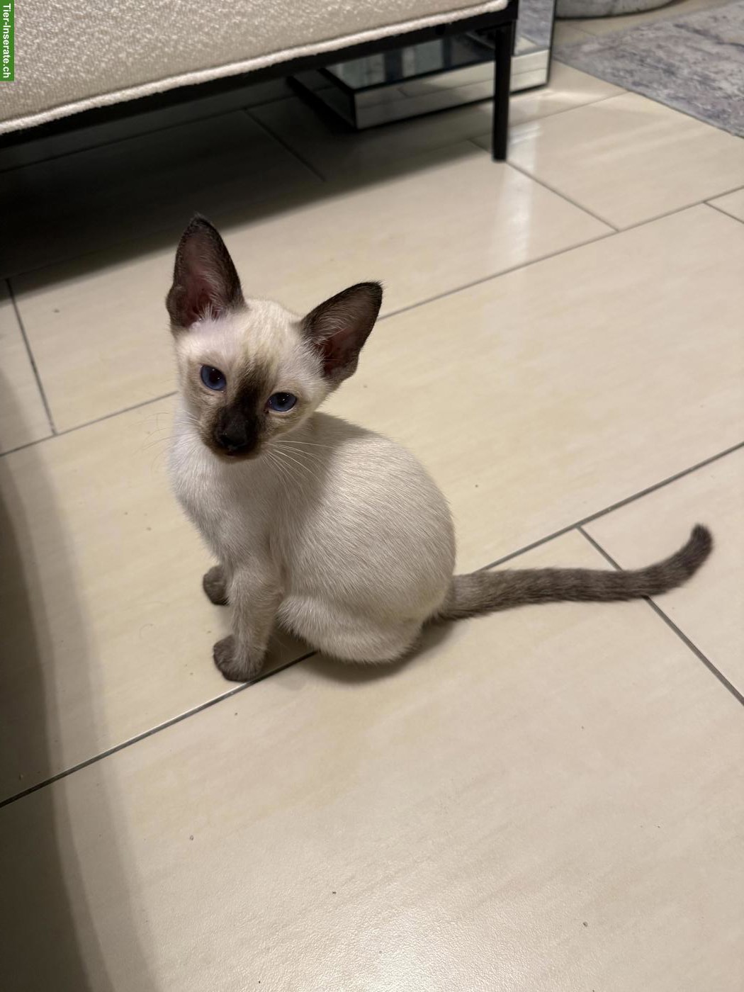 Bild 4: Reinrassiger Thai Kater / Kitten mit Stammbaum