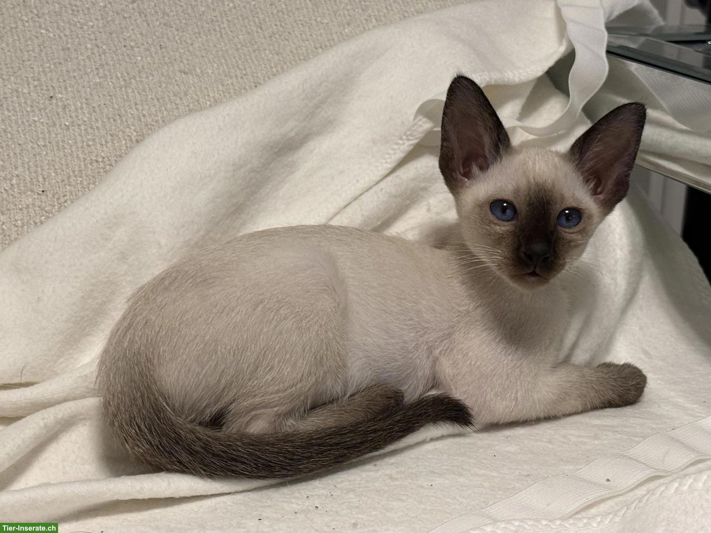 Bild 5: Reinrassiger Thai Kater / Kitten mit Stammbaum