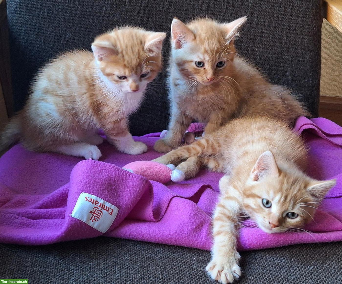 3 junge Kätzchen suchen ein schönes Zuhause, stubenrein & entwurmt