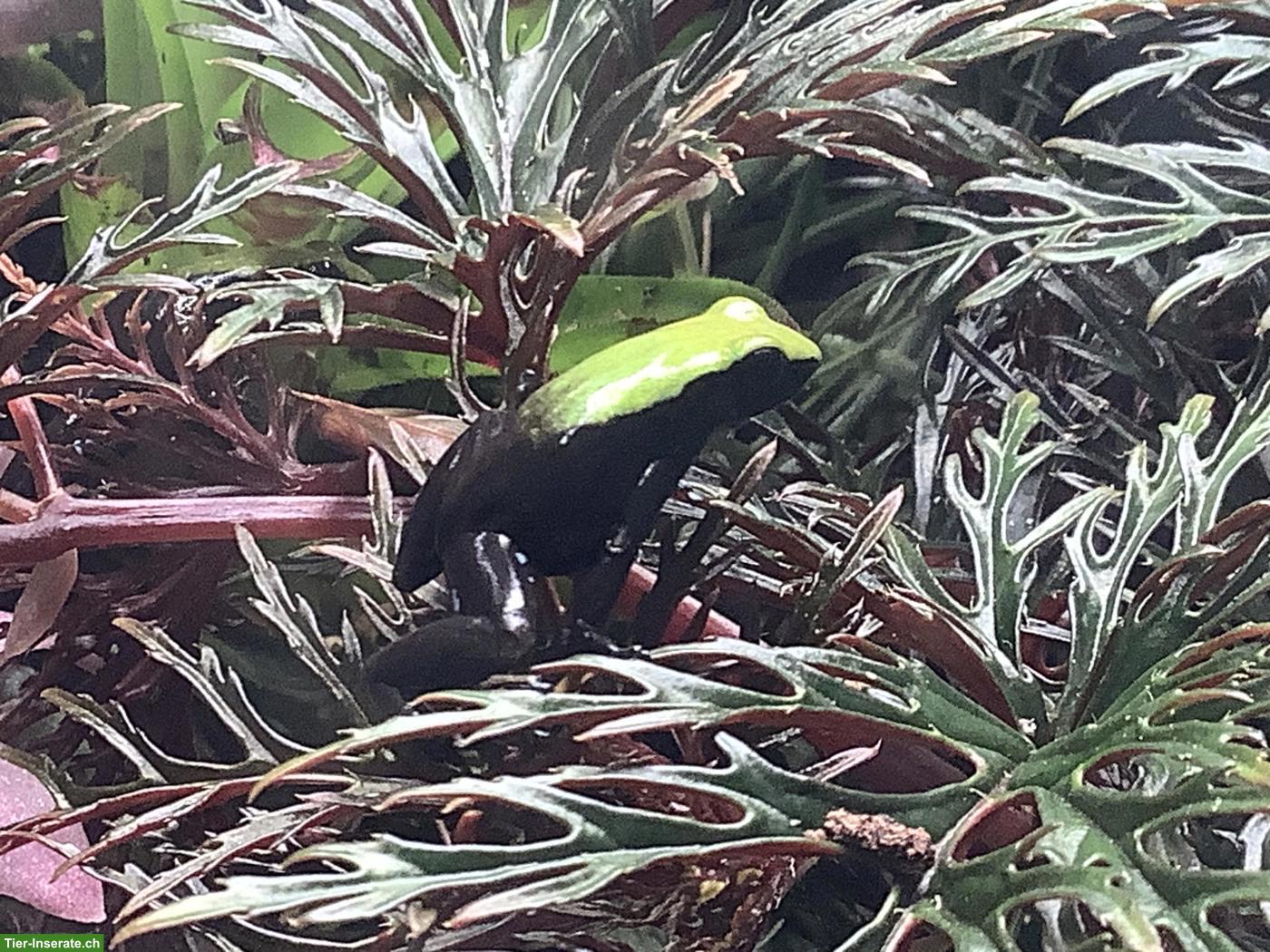 Mantella laevigata «Green Backed», 5 Jungtiere