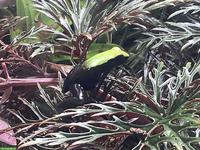 Mantella laevigata «Green Backed», 5 Jungtiere