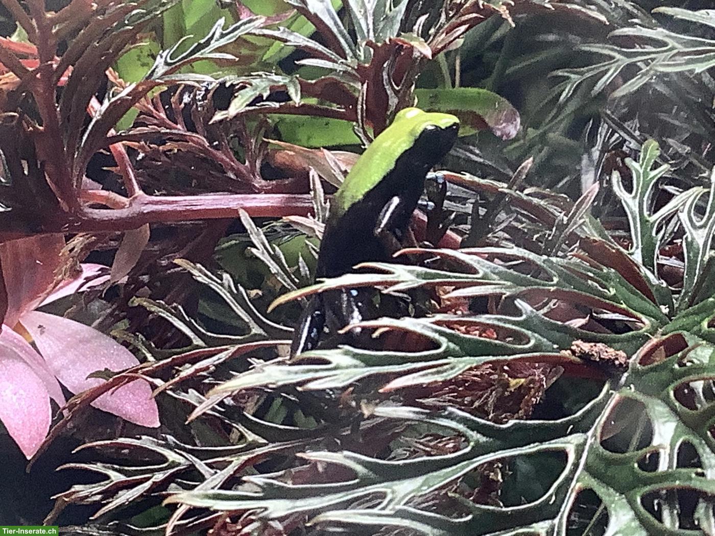 Bild 2: Mantella laevigata «Green Backed», 5 Jungtiere