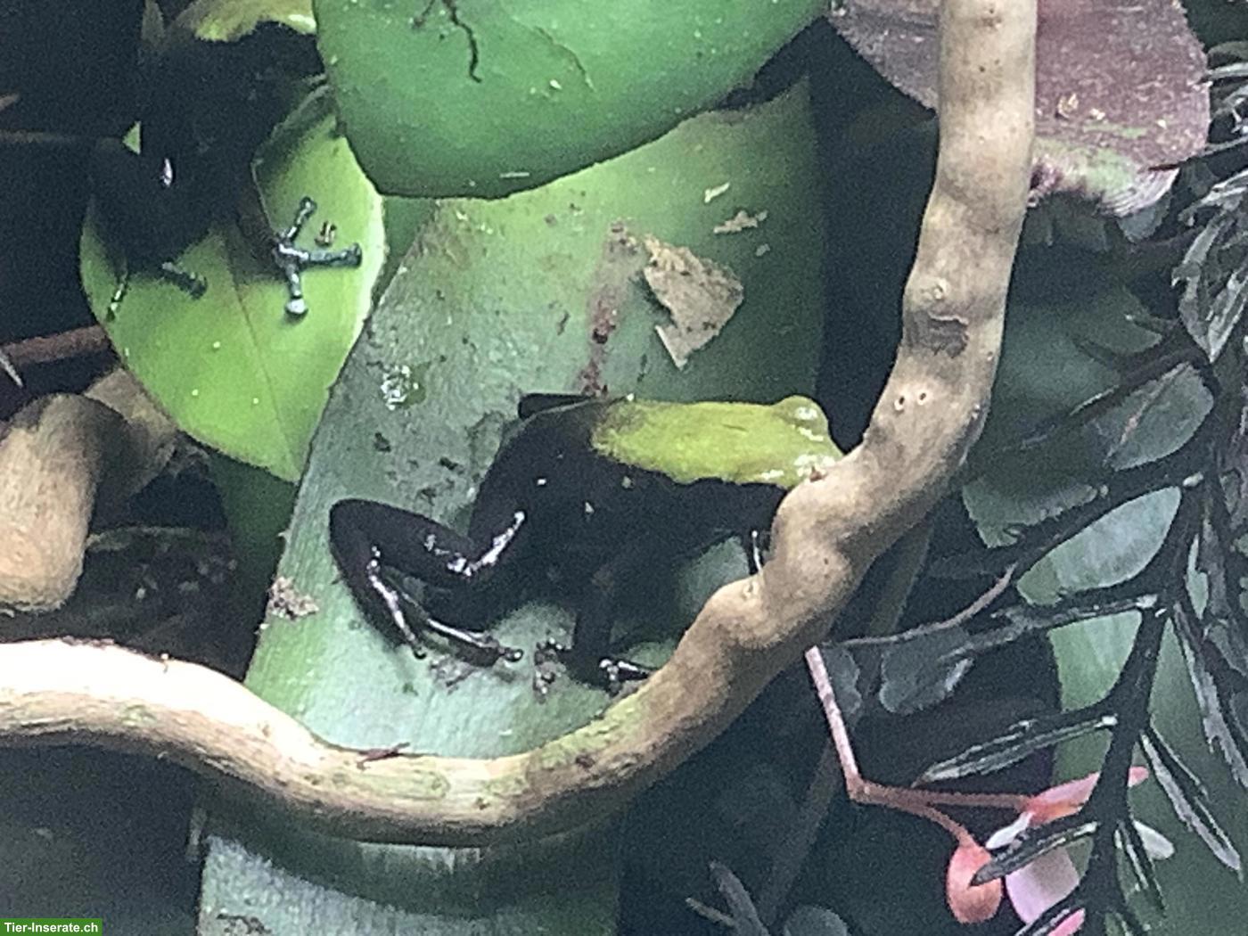 Bild 3: Mantella laevigata «Green Backed», 5 Jungtiere