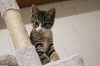 Mischlingskitten suchen ein liebes Zuhause