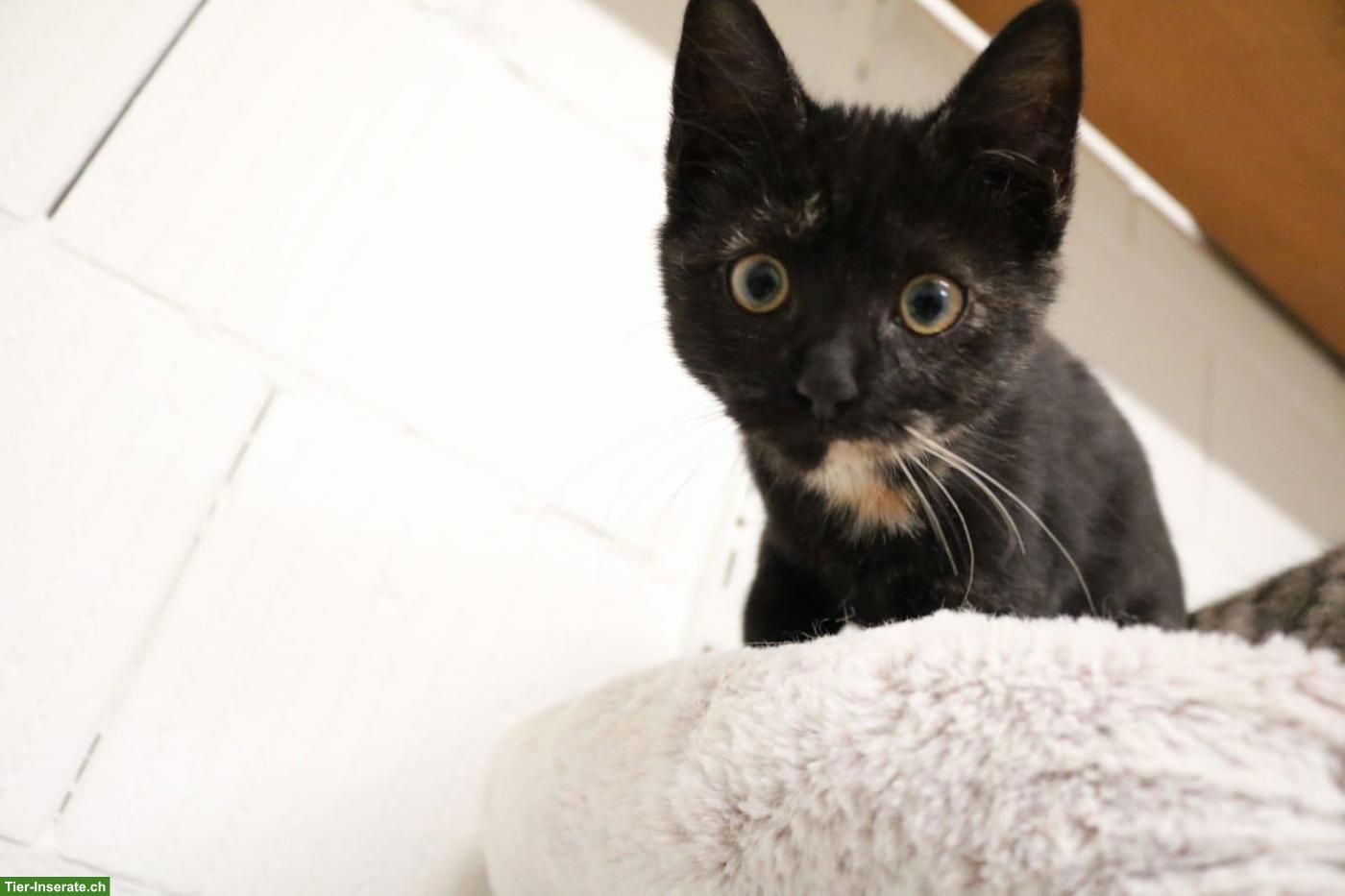 Bild 3: Mischlingskitten suchen ein liebes Zuhause