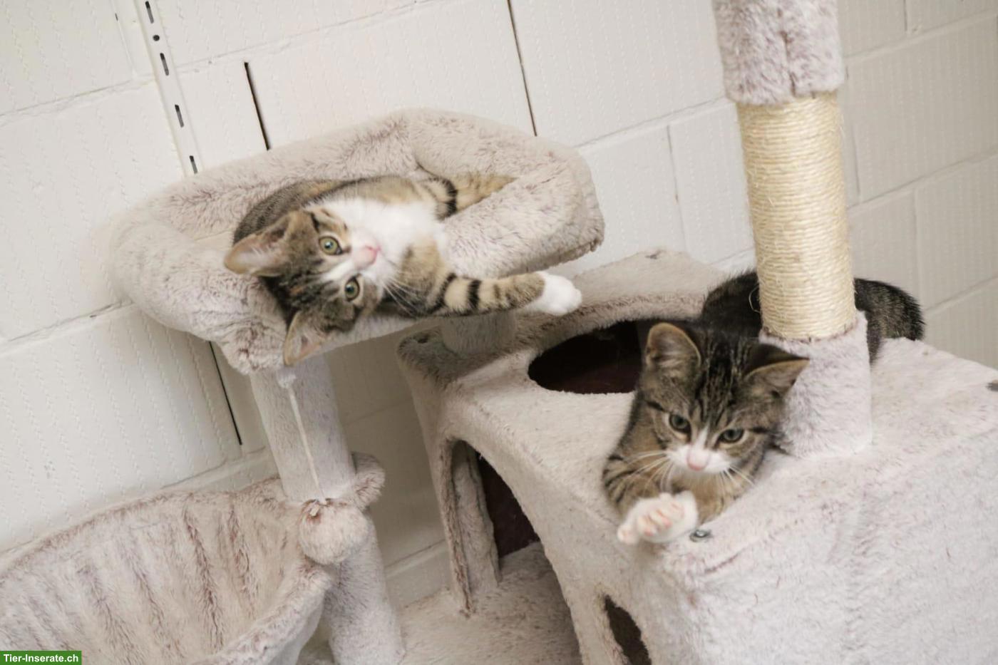 Bild 4: Mischlingskitten suchen ein liebes Zuhause