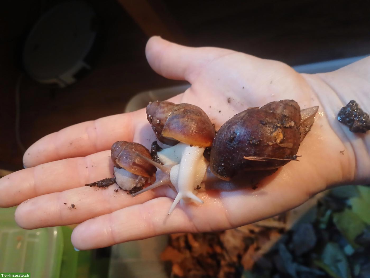 Archachatina ventricosa Nachzuchten, verschiedene Farben & Grössen
