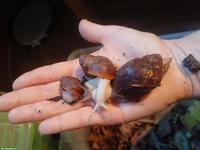 Archachatina ventricosa Nachzuchten, verschiedene Farben & Grössen