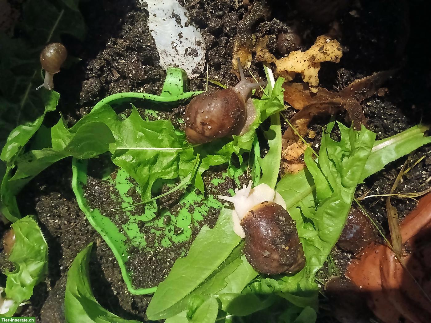 Bild 2: Archachatina ventricosa Nachzuchten, verschiedene Farben & Grössen