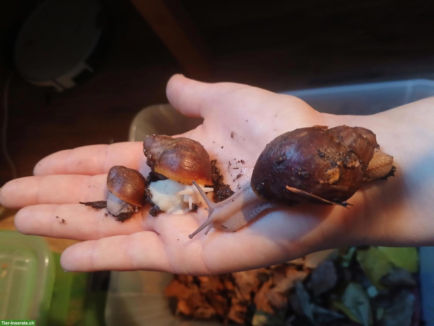 Bild 3: Archachatina ventricosa Nachzuchten, verschiedene Farben & Grössen