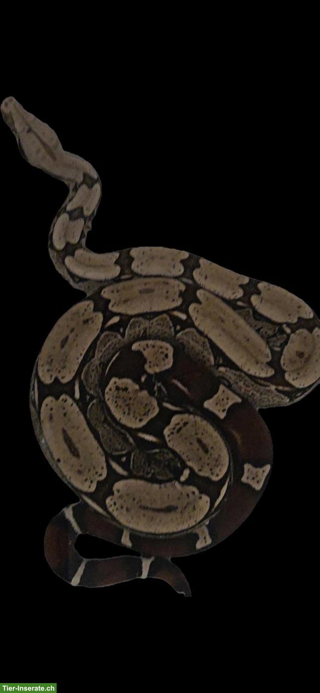 Bild 2: 🐍 Boa Constrictor Constrictor Suriname, CH-NZ abzugeben