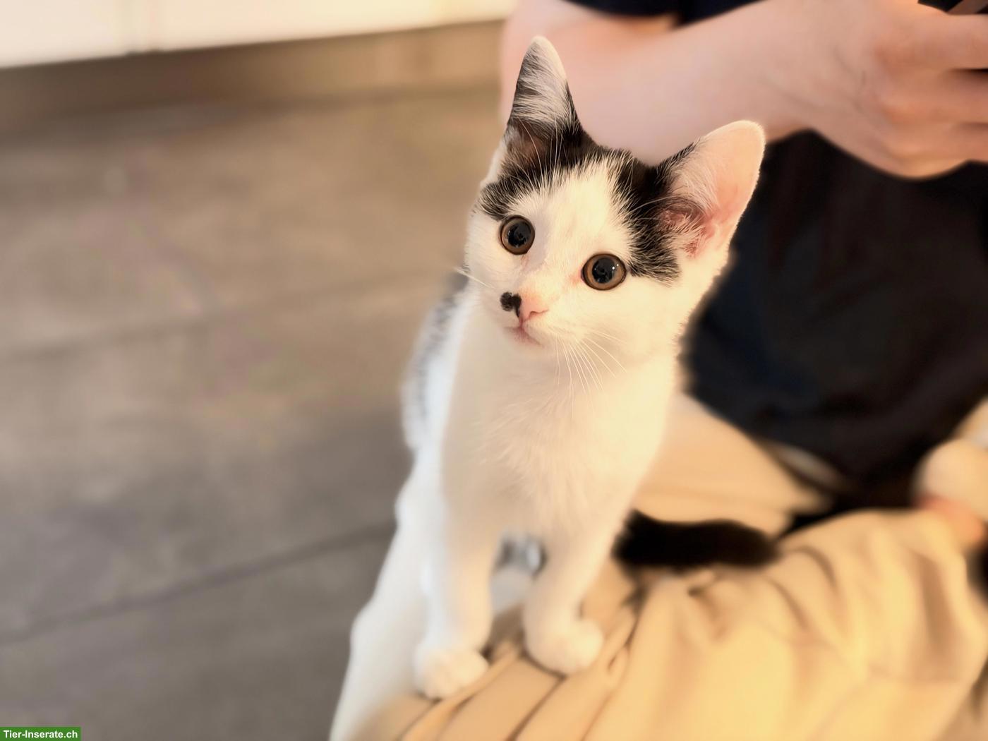 Süsse Katzenbabys, 2 Kater