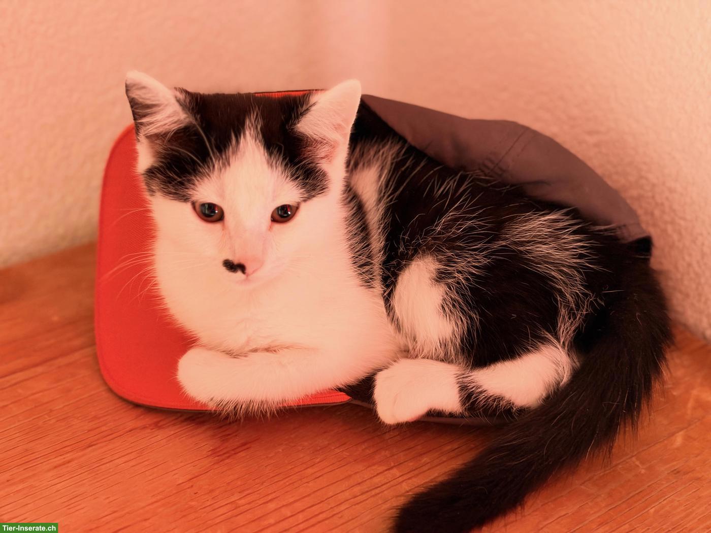 Bild 2: Süsse Katzenbabys, 2 Kater