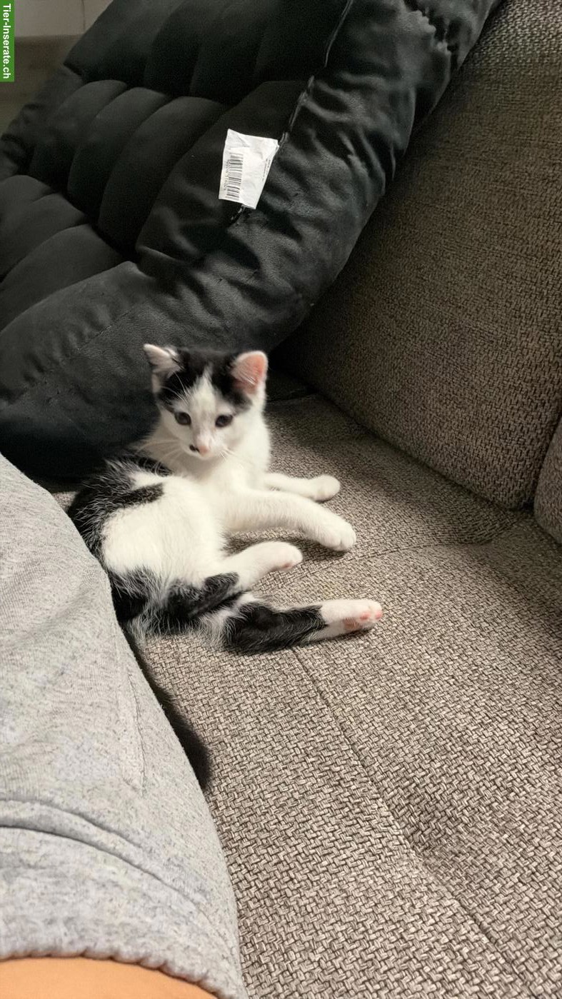 Bild 3: Süsse Katzenbabys, 2 Kater