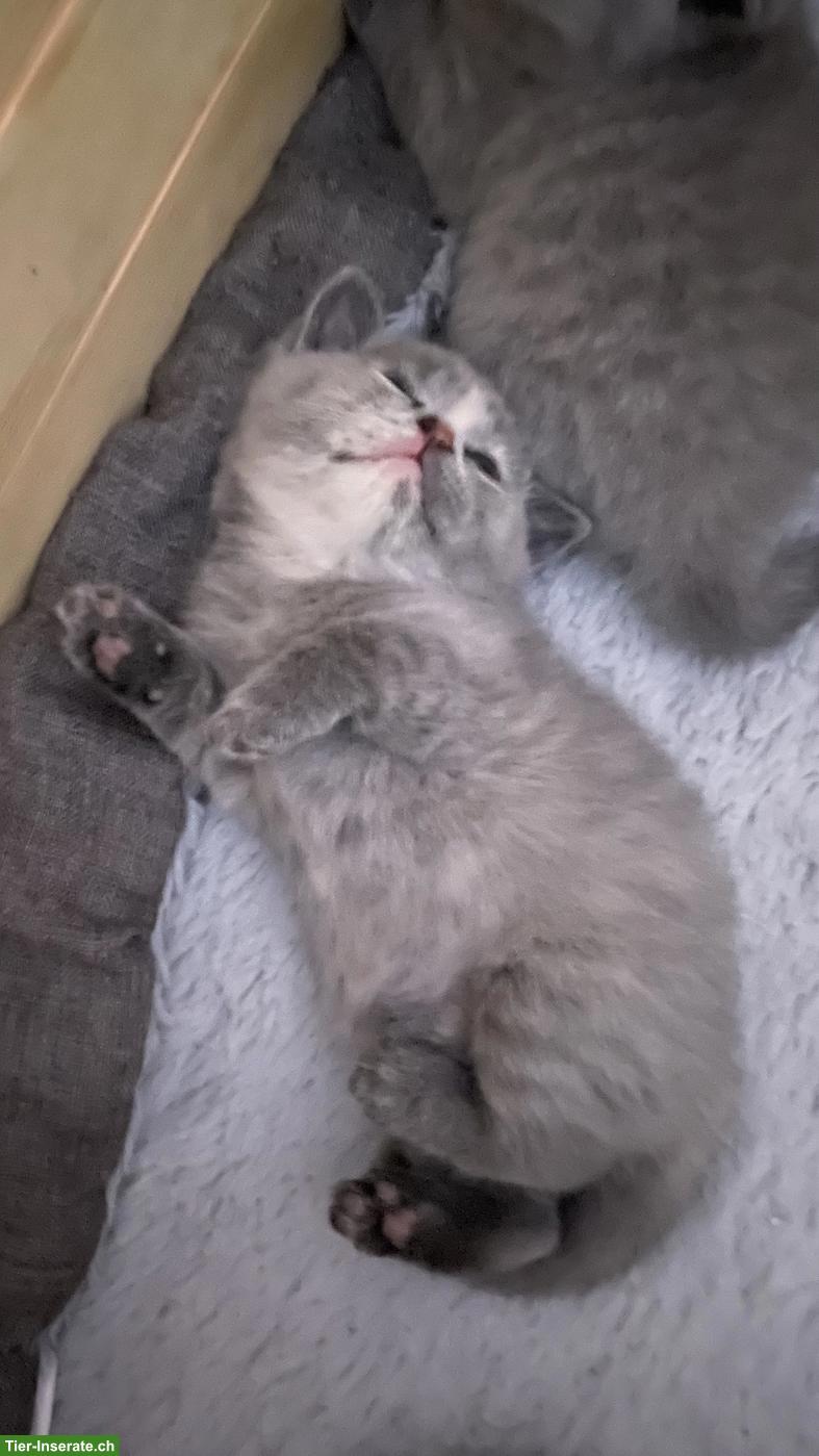 Bild 3: Reinrassige BKH-Kitten