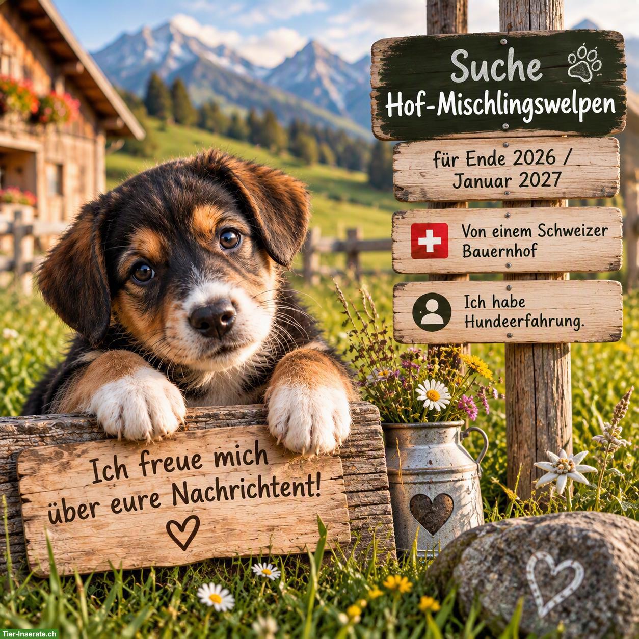 Suche Hof-Mischlingswelpen-Hündin 🐾