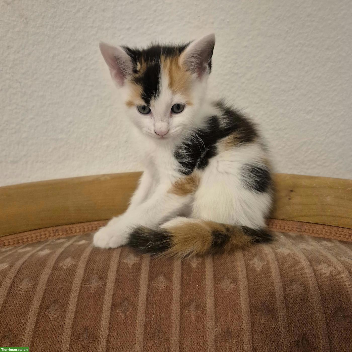 4 Main Coon Mix Kitten suchen Lebensplatz