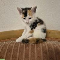 4 Main Coon Mix Kitten suchen Lebensplatz