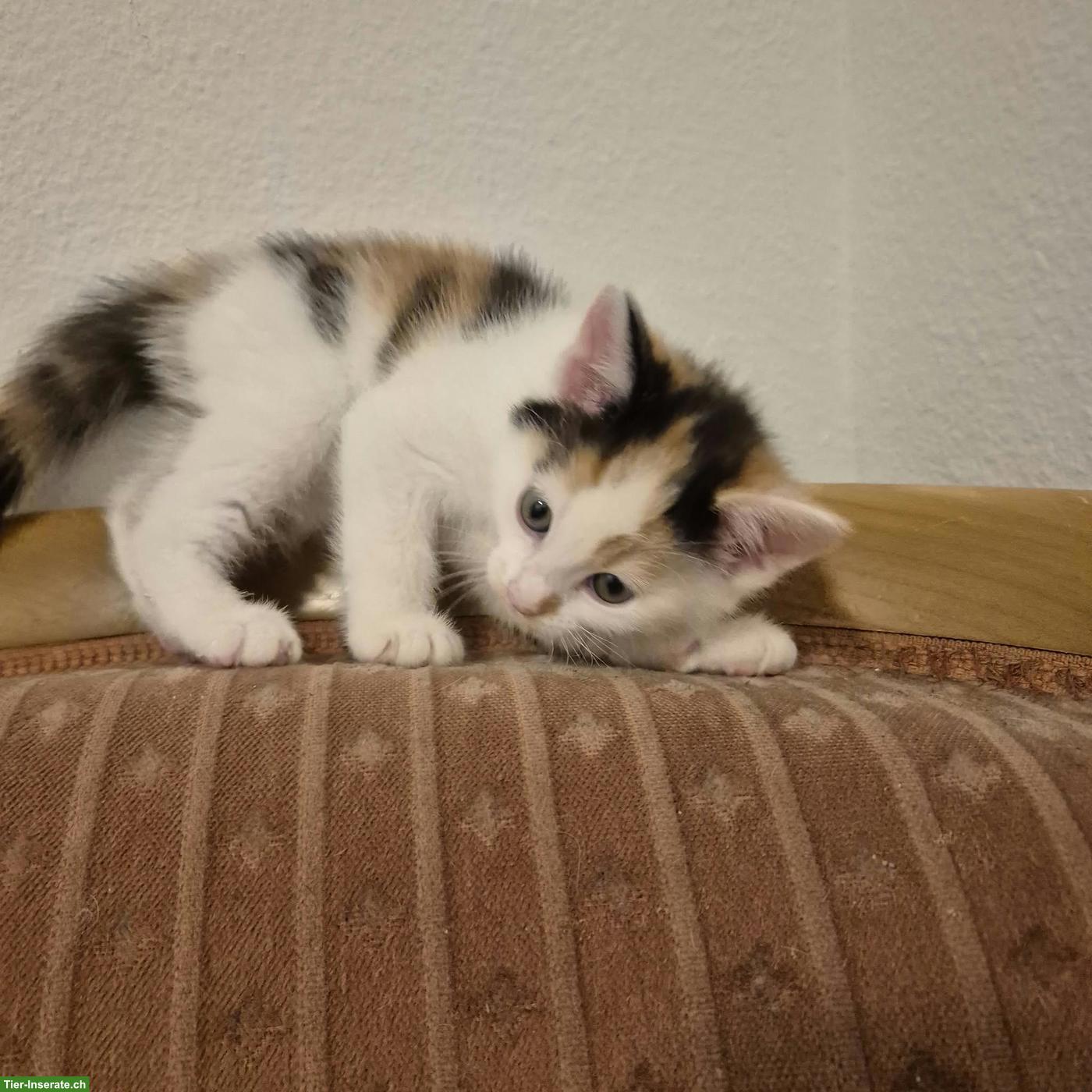 Bild 2: 4 Main Coon Mix Kitten suchen Lebensplatz