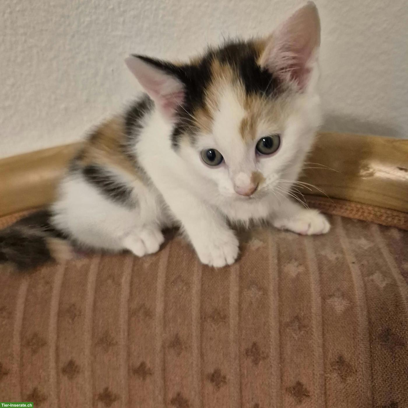 Bild 3: 4 Main Coon Mix Kitten suchen Lebensplatz