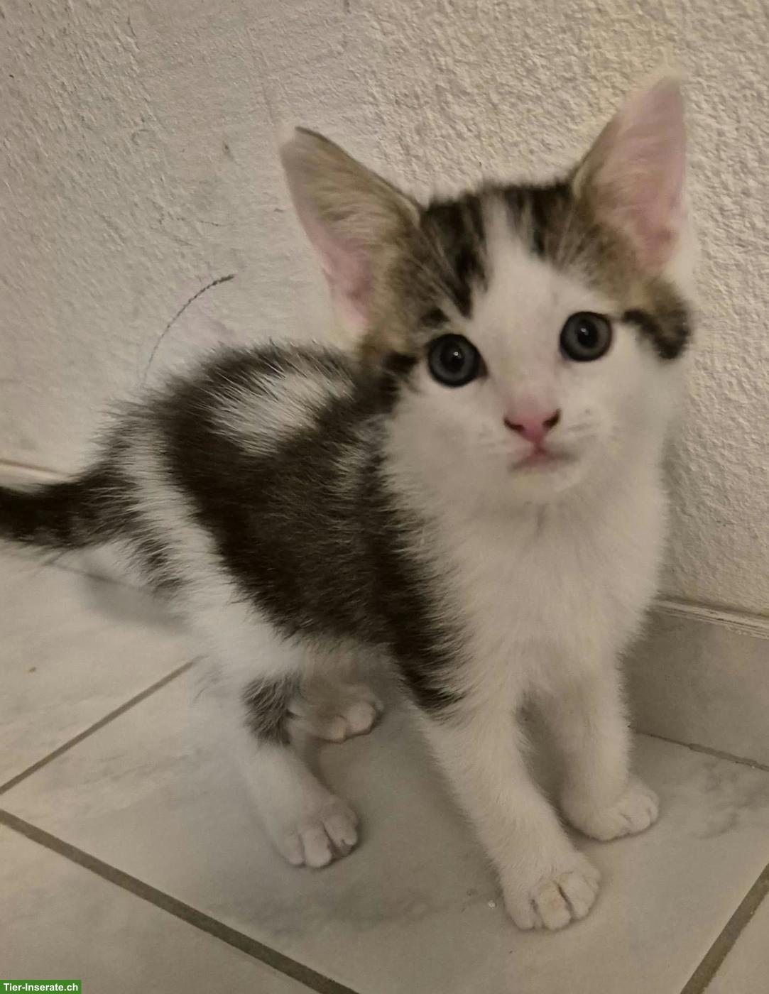 Bild 4: 4 Main Coon Mix Kitten suchen Lebensplatz