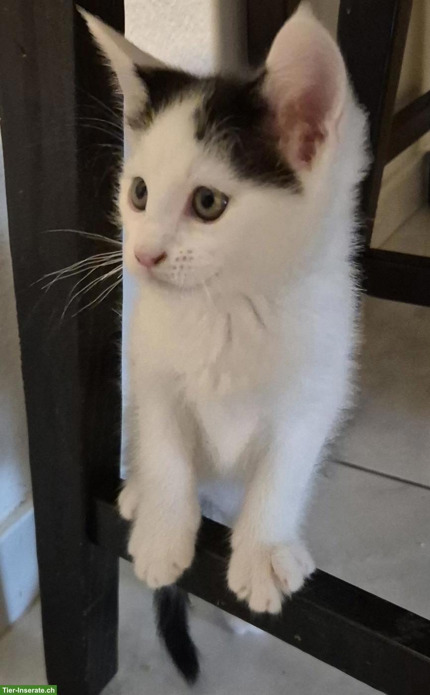 Bild 5: 4 Main Coon Mix Kitten suchen Lebensplatz