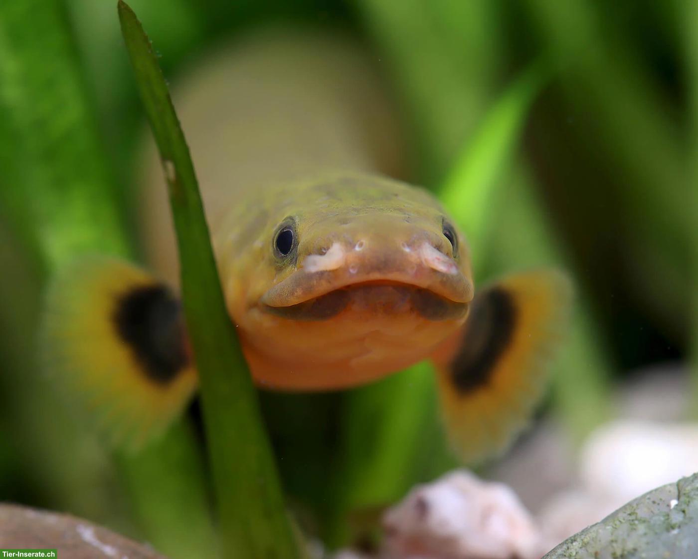 Flösselaale (Erpetoichthys calabaricus) zu verkaufen
