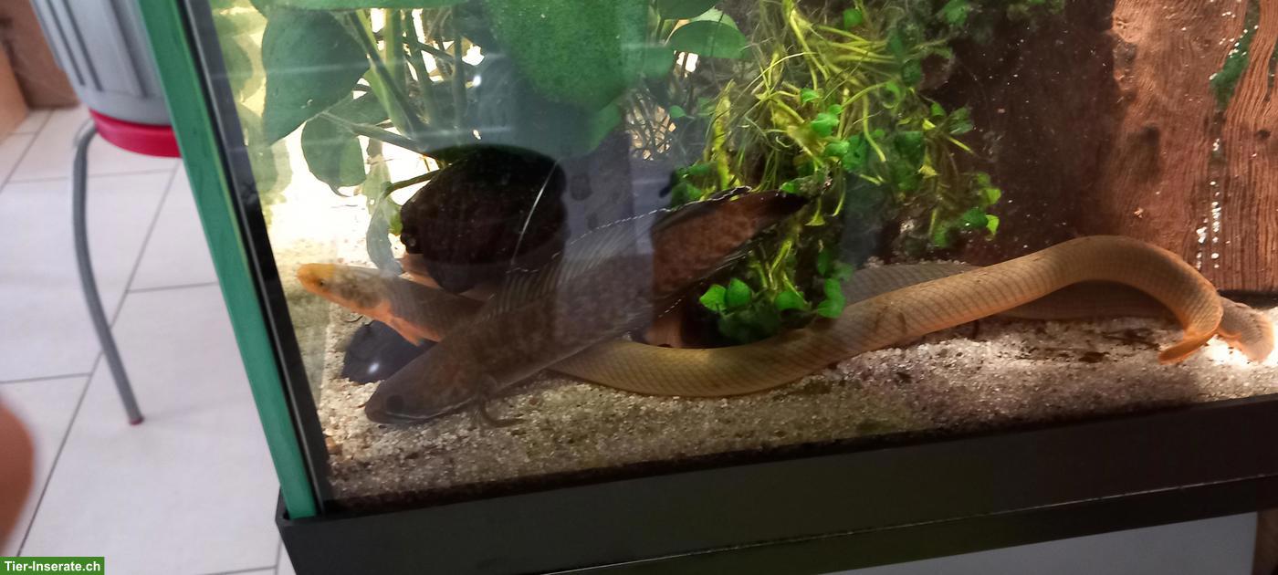 Bild 4: Flösselaale (Erpetoichthys calabaricus) zu verkaufen