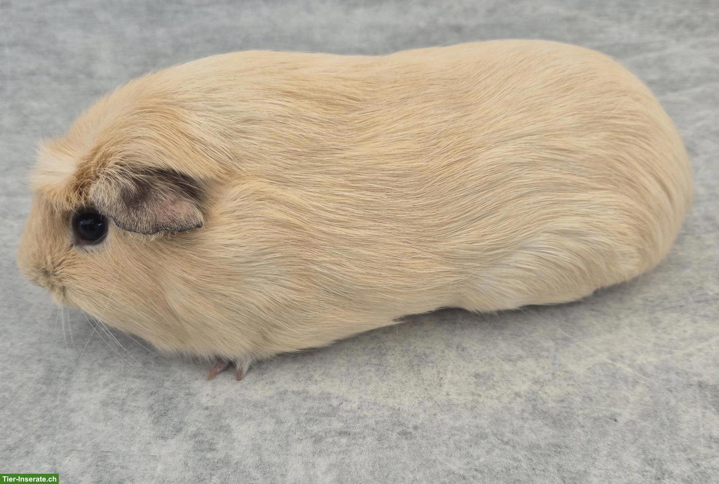 Ganz süsser Meerschweinchen Spätkastrat