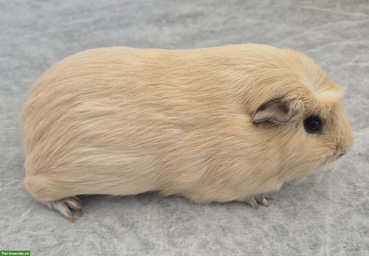 Bild 2: Ganz süsser Meerschweinchen Spätkastrat