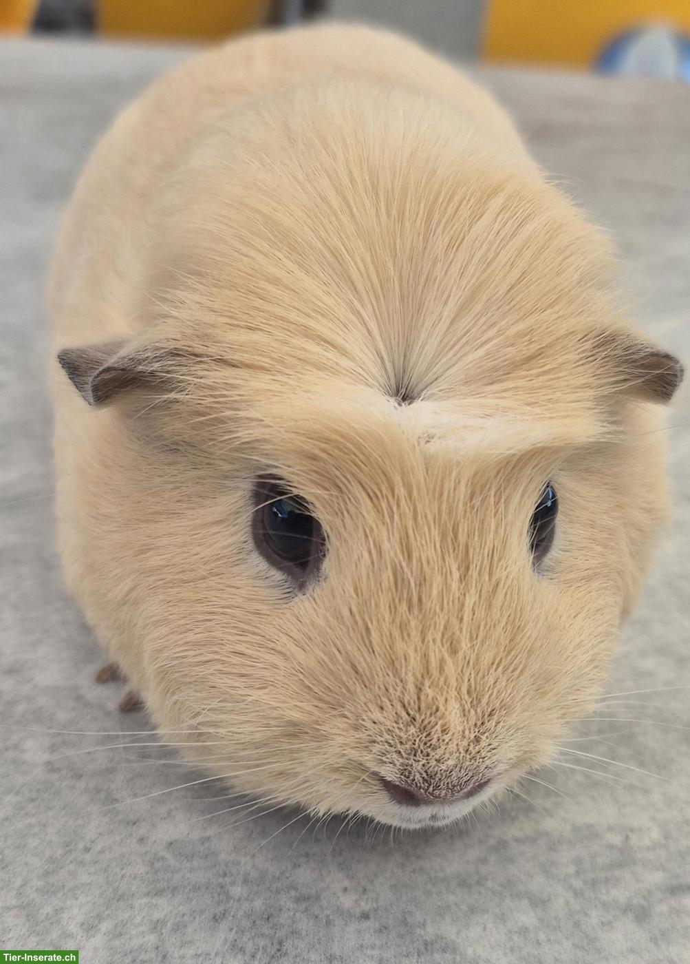 Bild 3: Ganz süsser Meerschweinchen Spätkastrat