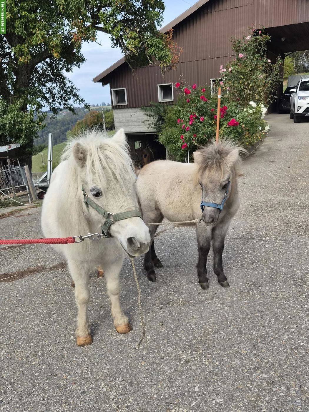 Mini-Shetty Stute mit Stutfohlen zu verkaufen