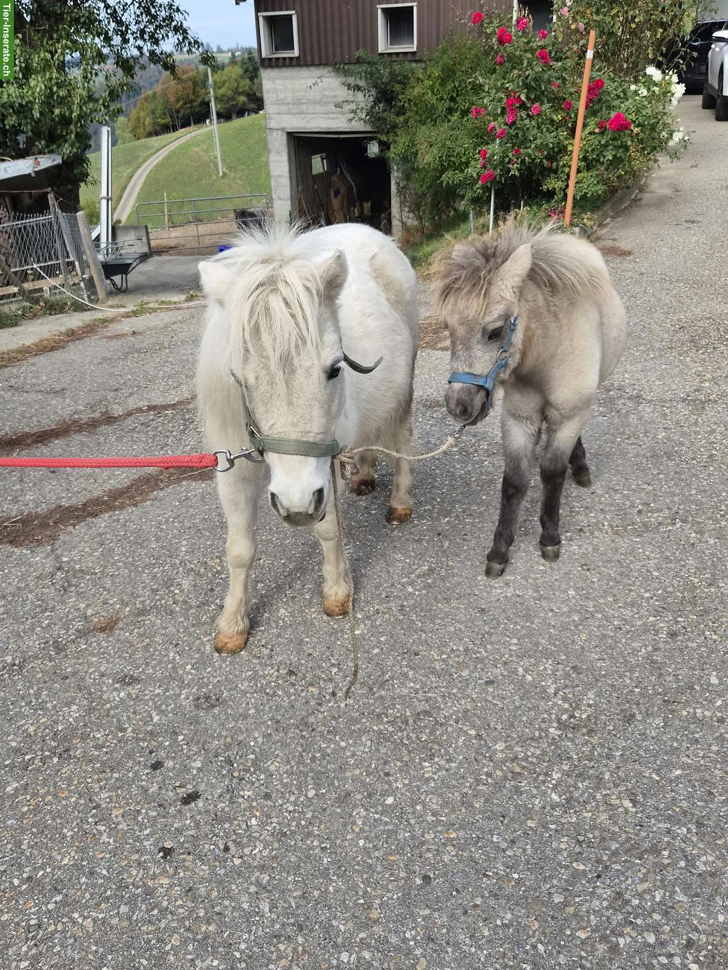 Bild 2: Mini-Shetty Stute mit Stutfohlen zu verkaufen
