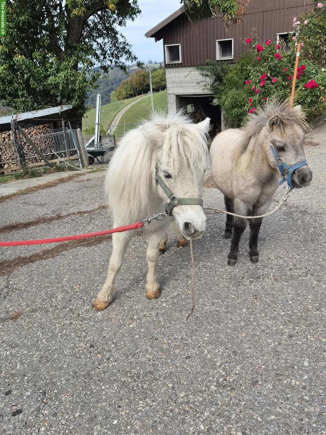 Bild 3: Mini-Shetty Stute mit Stutfohlen zu verkaufen